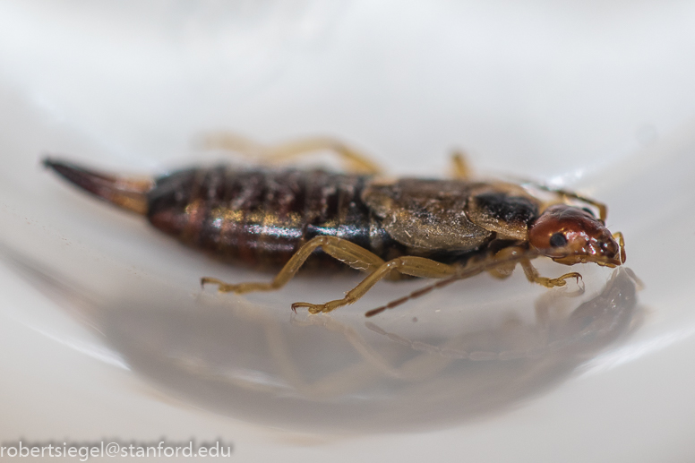 earwig